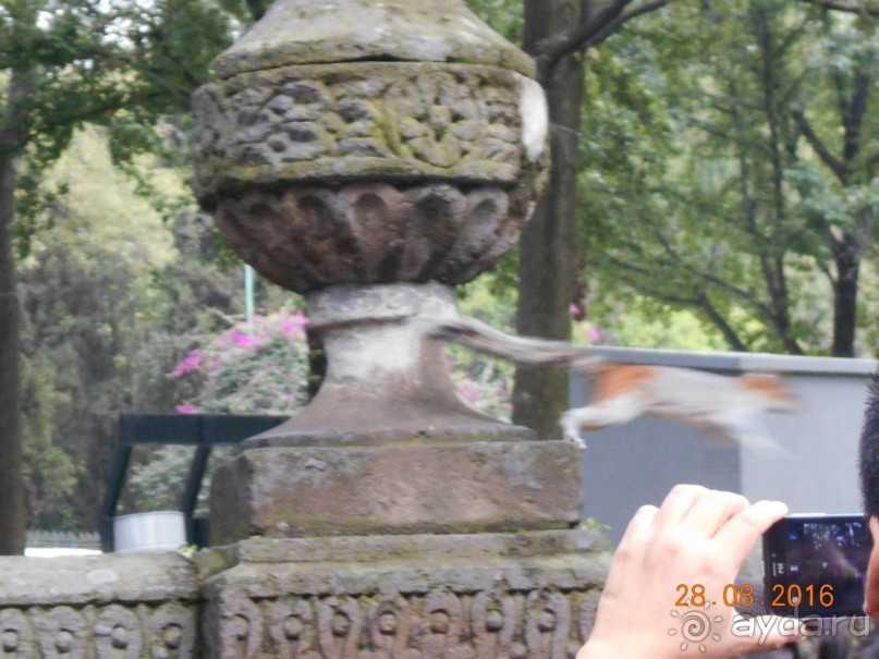 Альбом отзыва "КОГДА ЛИМОНЫ ПАДАЮТ С НЕБА. Часть2-2. Мехико."