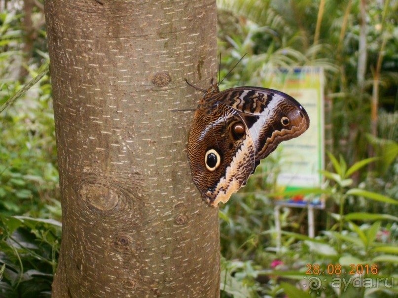 КОГДА ЛИМОНЫ ПАДАЮТ С НЕБА. Часть2-2. Мехико.