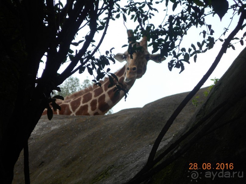 КОГДА ЛИМОНЫ ПАДАЮТ С НЕБА. Часть2-2. Мехико.