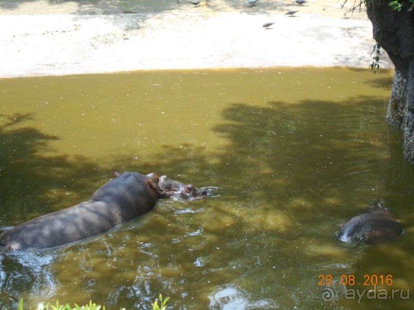 КОГДА ЛИМОНЫ ПАДАЮТ С НЕБА. Часть2-2. Мехико.