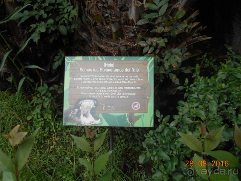 КОГДА ЛИМОНЫ ПАДАЮТ С НЕБА. Часть2-2. Мехико.