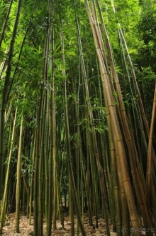 Жизнь кемпера на острове Мауи, Гавайи