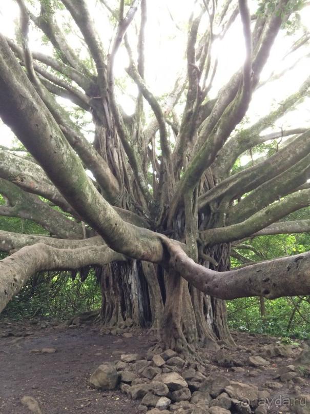 Жизнь кемпера на острове Мауи, Гавайи