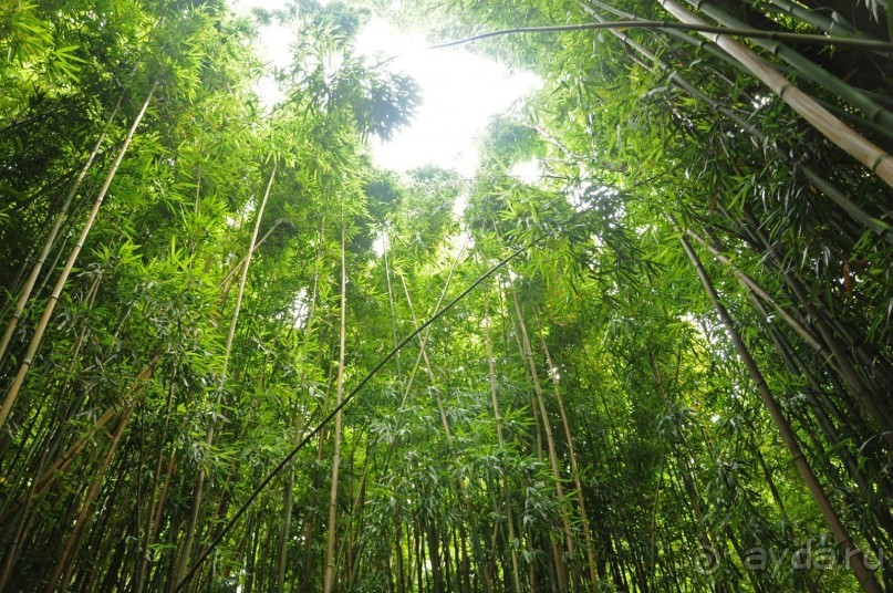 Жизнь кемпера на острове Мауи, Гавайи