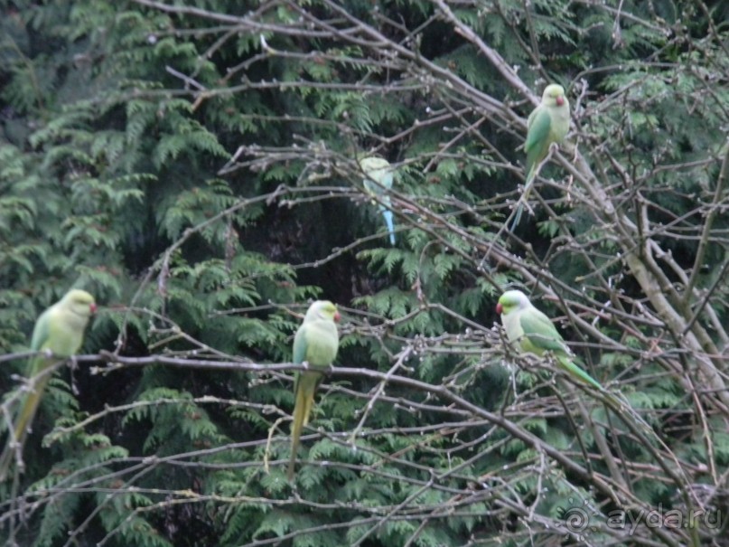 Попугаи во дворе нашего дома в Схарбеке (в декабре)