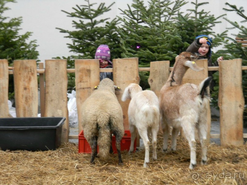 Адвент в Вене и Братиславе