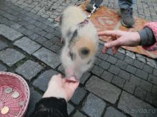 Сказочная Прага