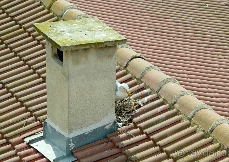 Чайки вьют гнезда. Скоро на всех красных крышах побережья будет весело: