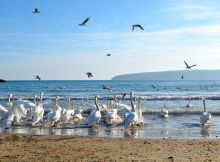 Каждый год, в межсезонье, на городских пляжах зимуют лебеди. Скоро уже улетят: