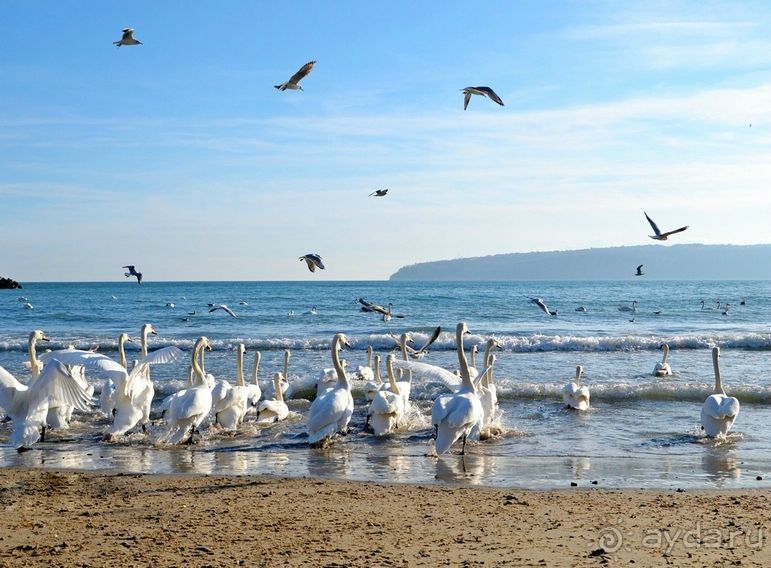 Каждый год, в межсезонье, на городских пляжах зимуют лебеди. Скоро уже улетят: