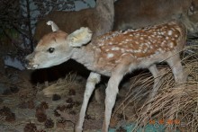 Девственный уголок рая 