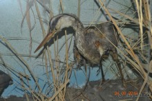 Девственный уголок рая 