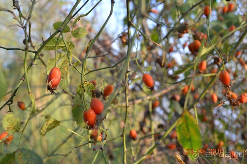 Девственный уголок рая 