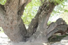 Культовый памятник «Ходжа Мазгил Ота»