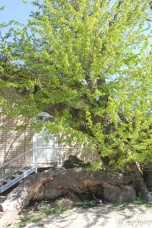 Культовый памятник «Ходжа Мазгил Ота»