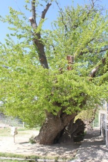 Культовый памятник «Ходжа Мазгил Ота»