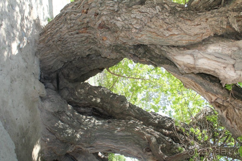 Культовый памятник «Ходжа Мазгил Ота»