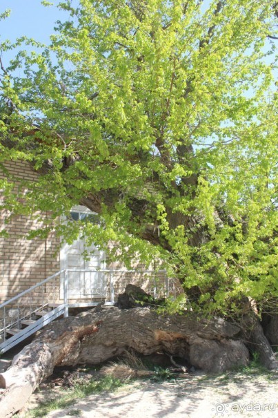 Культовый памятник «Ходжа Мазгил Ота»