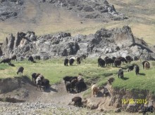 Альбом отзыва "Космические послания в долине реки Сангзар"