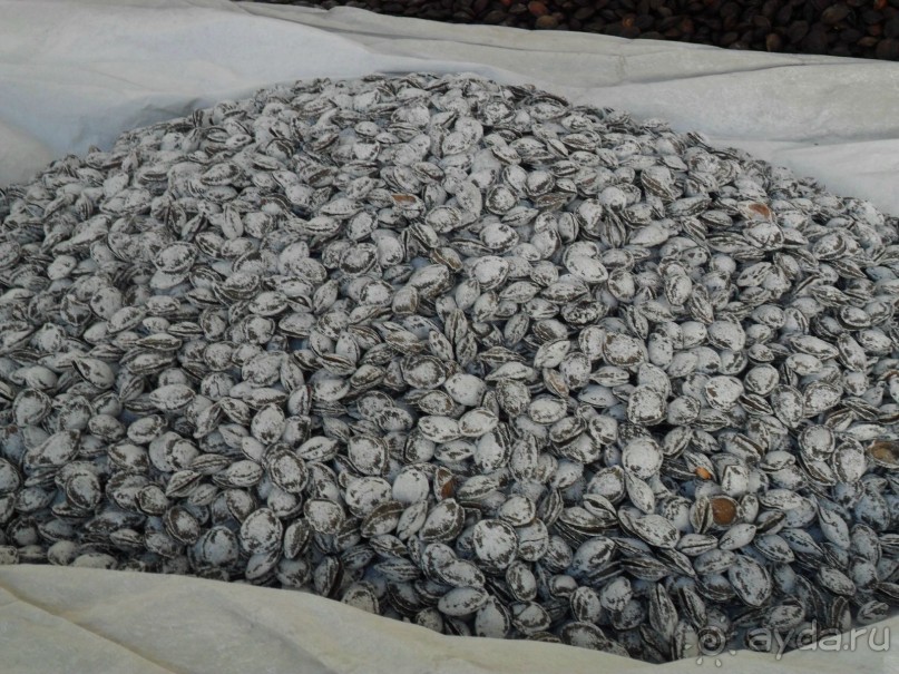 Шурдонак - усто