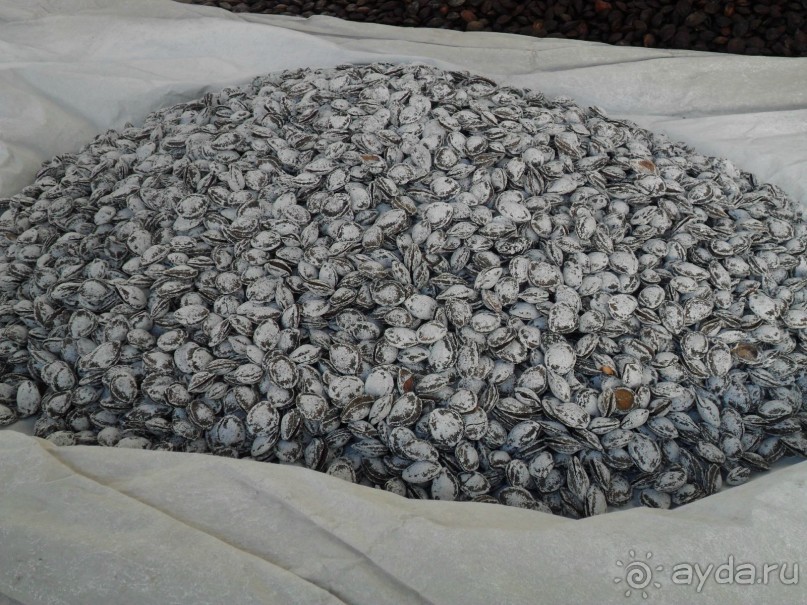 Шурдонак - усто