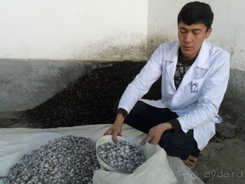 Шурдонак - усто