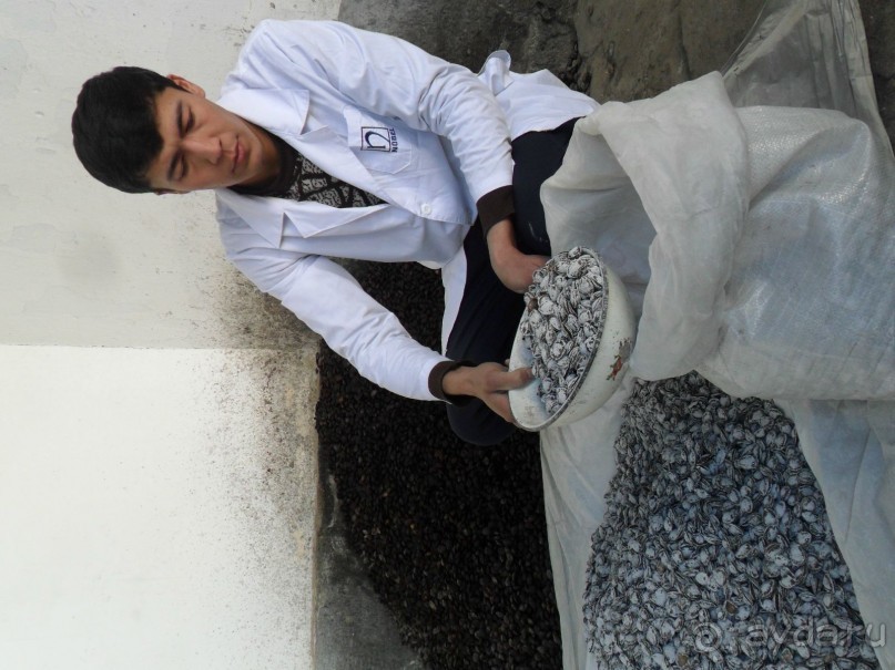 Шурдонак - усто