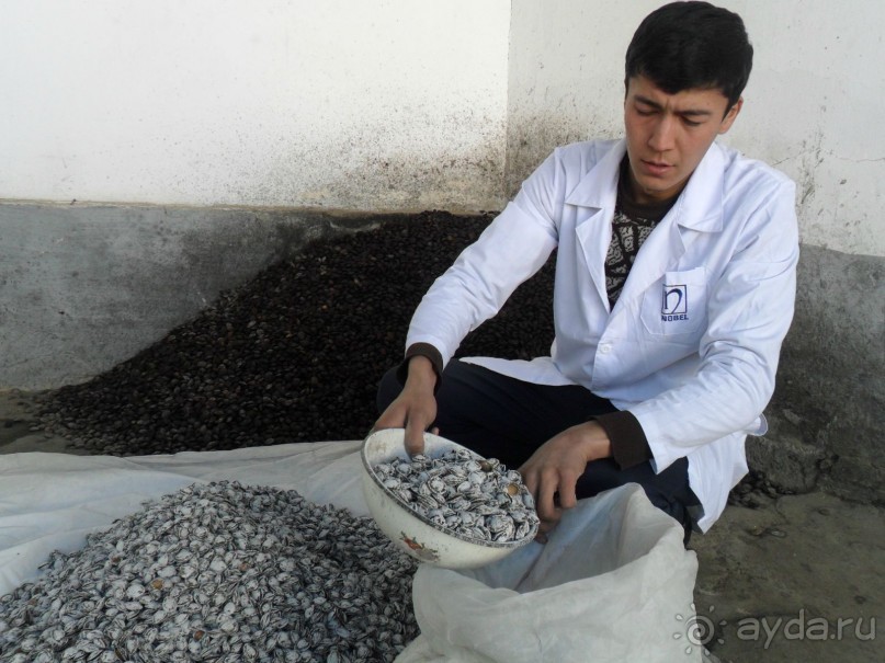 Шурдонак - усто