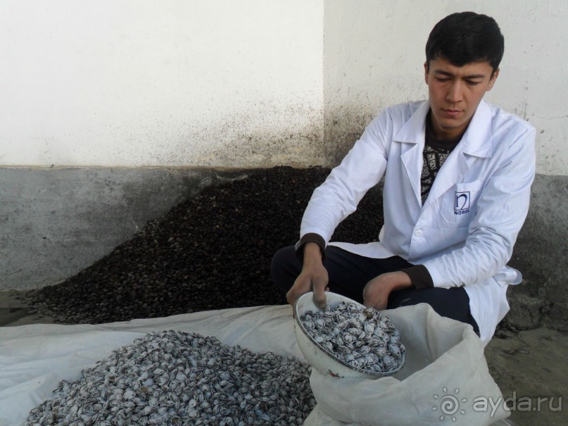 Шурдонак - усто