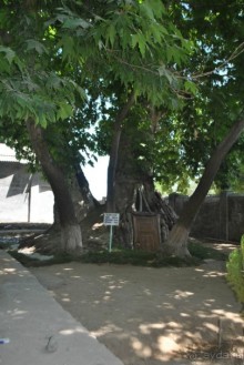 Путешествие в сад Чор-Чинор в окрестностях Самарканда 