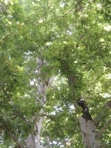 Путешествие в сад Чор-Чинор в окрестностях Самарканда 