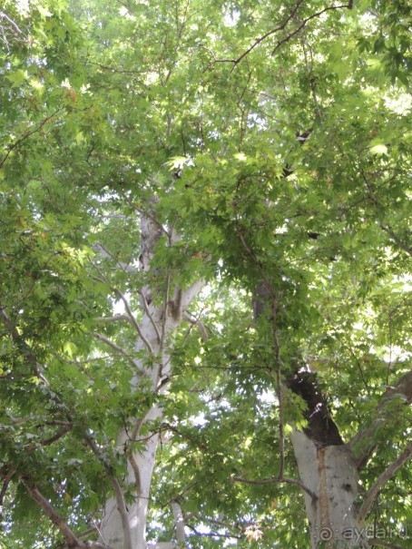 Путешествие в сад Чор-Чинор в окрестностях Самарканда 