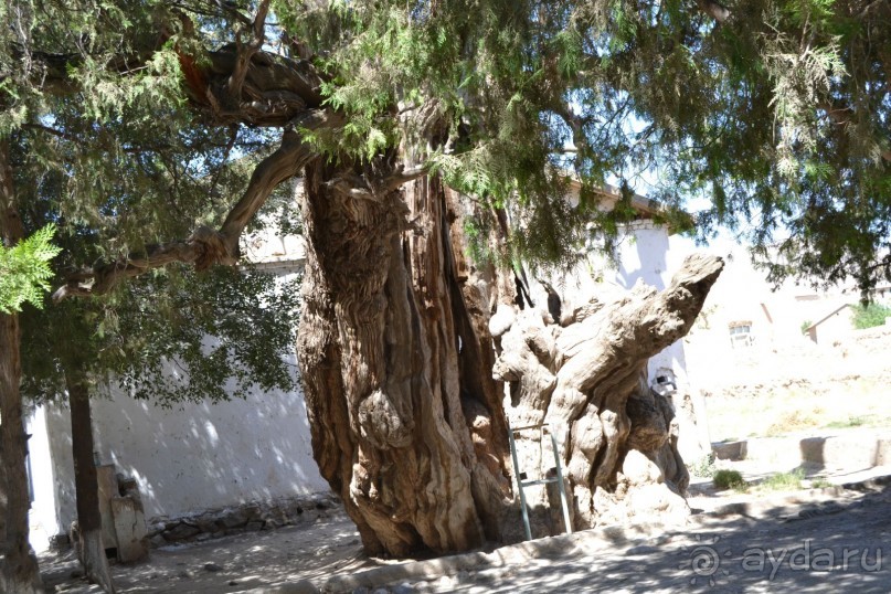 Тайны села Тим