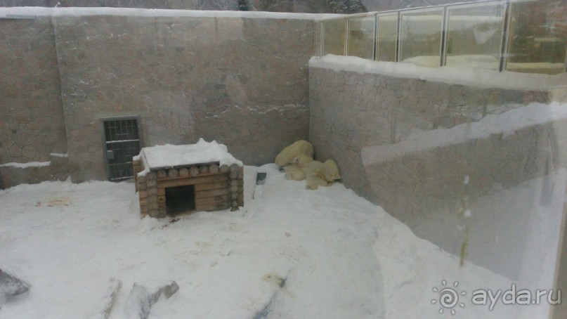 Суровые Челябинские белые мишки. Зоопарк.