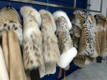 Шубные места Касторьи