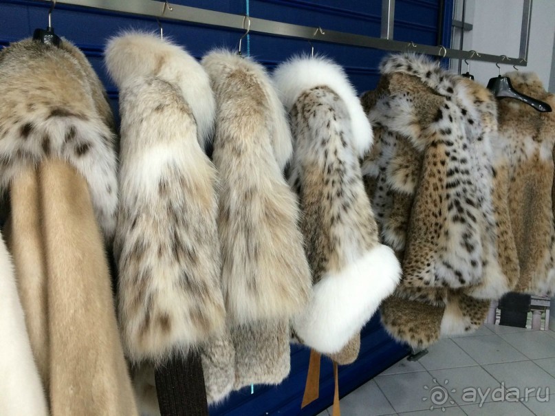 Шубные места Касторьи