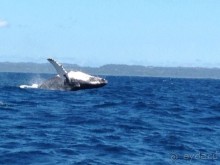 Отличный отдых в солнечной Доминикане