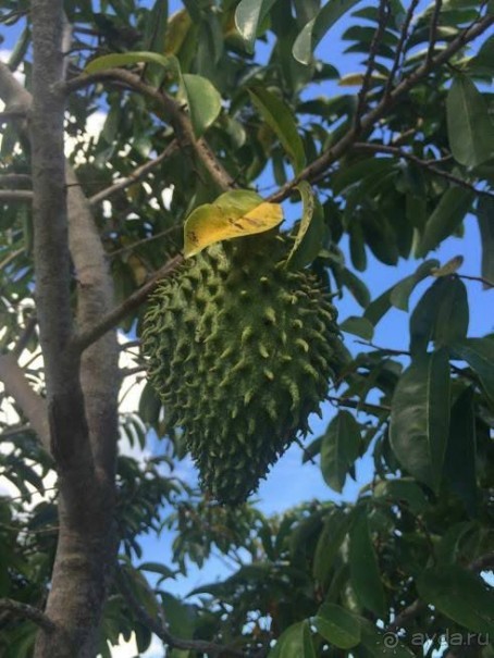 Отличный отдых в солнечной Доминикане