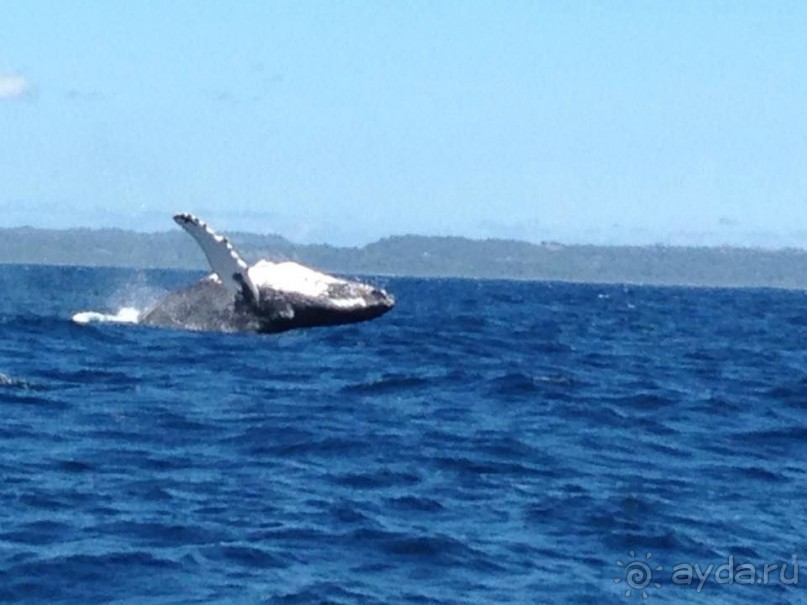 Отличный отдых в солнечной Доминикане