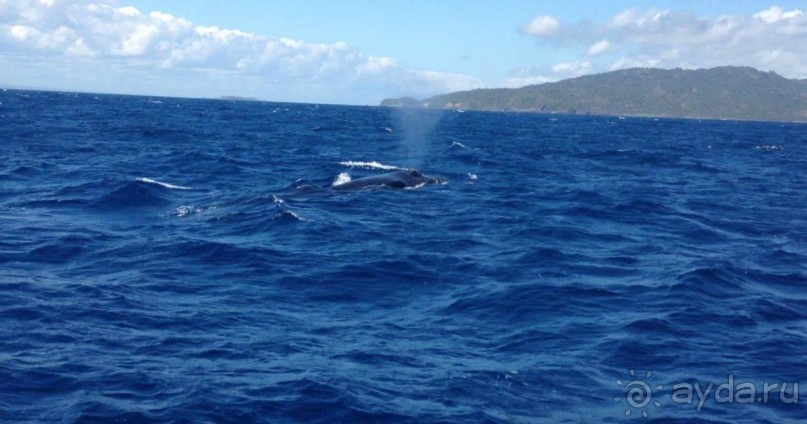 Отличный отдых в солнечной Доминикане