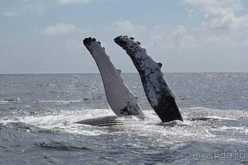 Отличный отдых в солнечной Доминикане