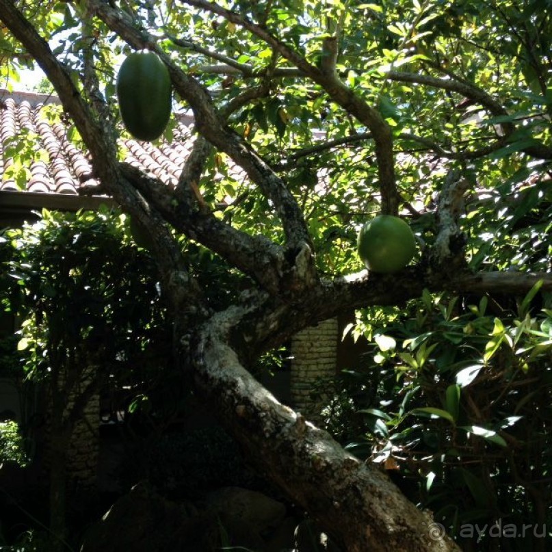 Отличный отдых в солнечной Доминикане