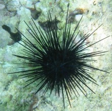 На квадроциклах за кораллами