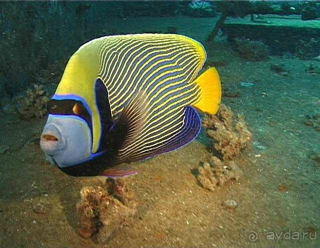 На квадроциклах за кораллами