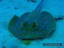 На квадроциклах за кораллами