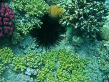 На квадроциклах за кораллами