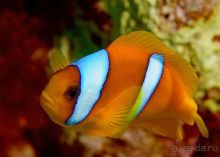 На квадроциклах за кораллами