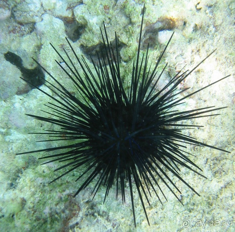 На квадроциклах за кораллами