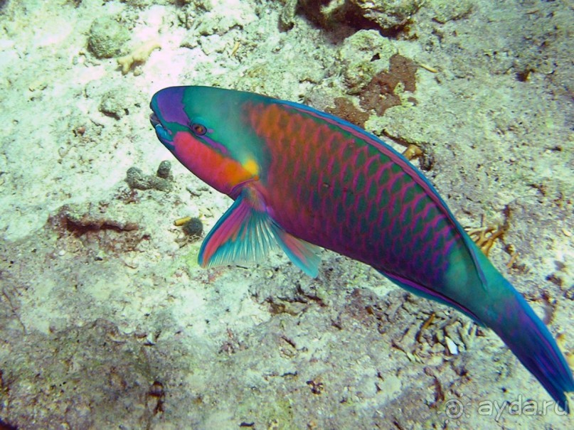 На квадроциклах за кораллами