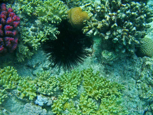 На квадроциклах за кораллами